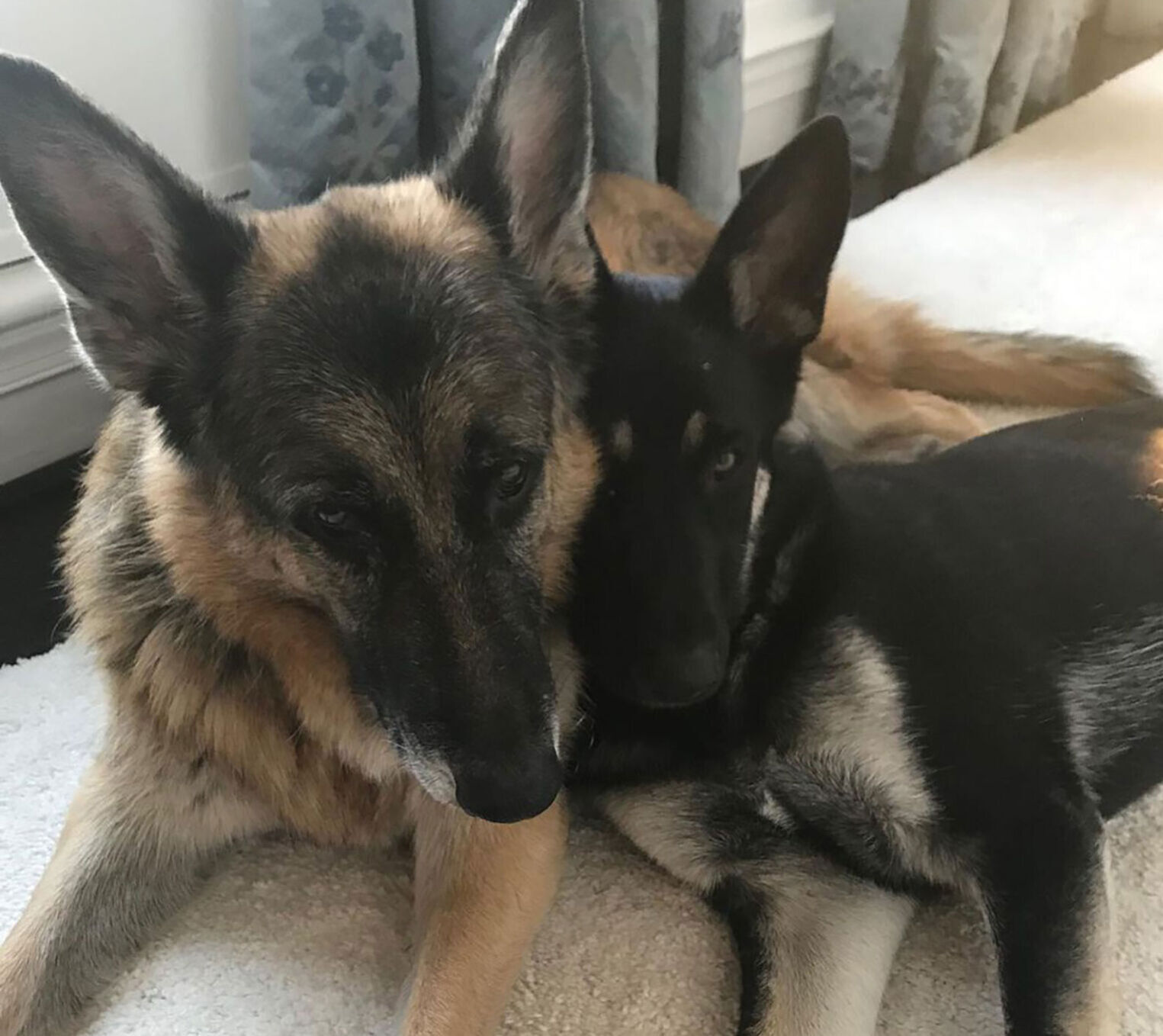 Champ and Major